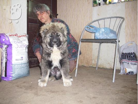 Kennel "Duchman" sale male Caucasian Shepherd